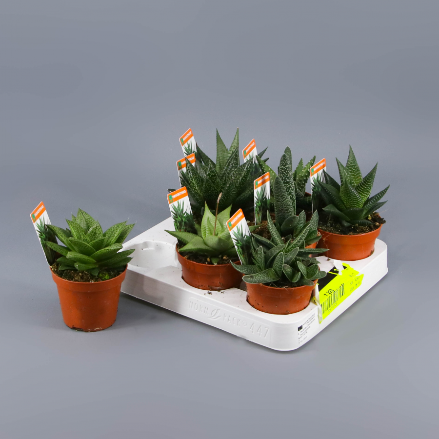 Haworthia y aloe mix 8,5