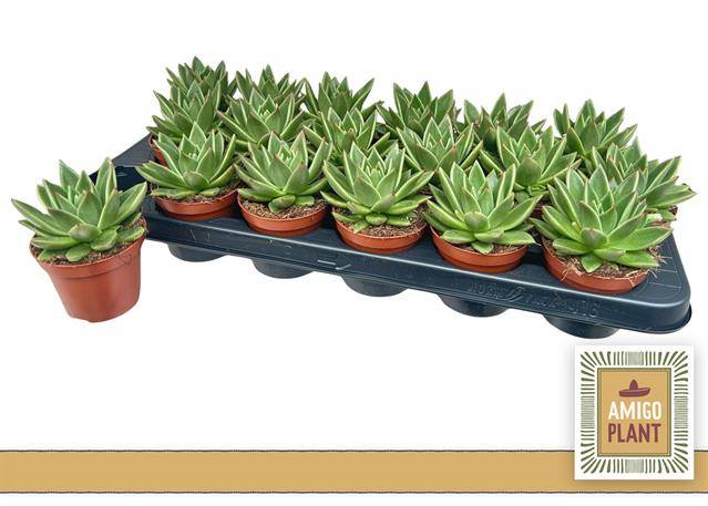 Echeveria miranda 8,5cm