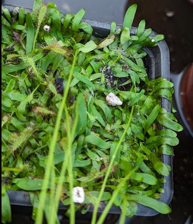 Utricularia prehensilis