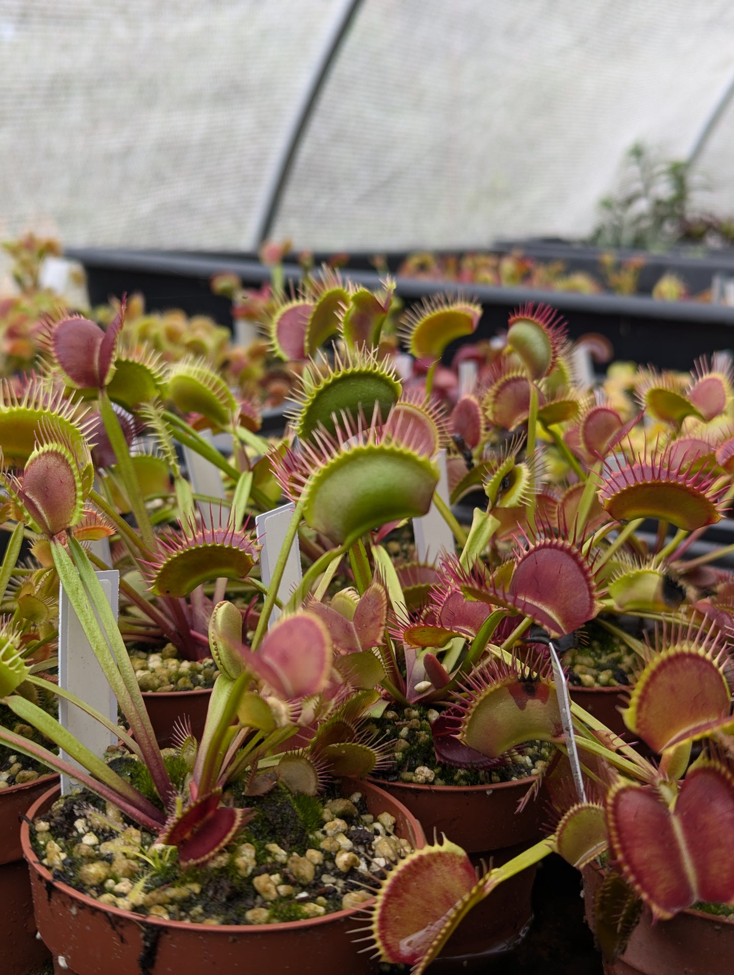 Dionaea muscipula Titan clone Z6