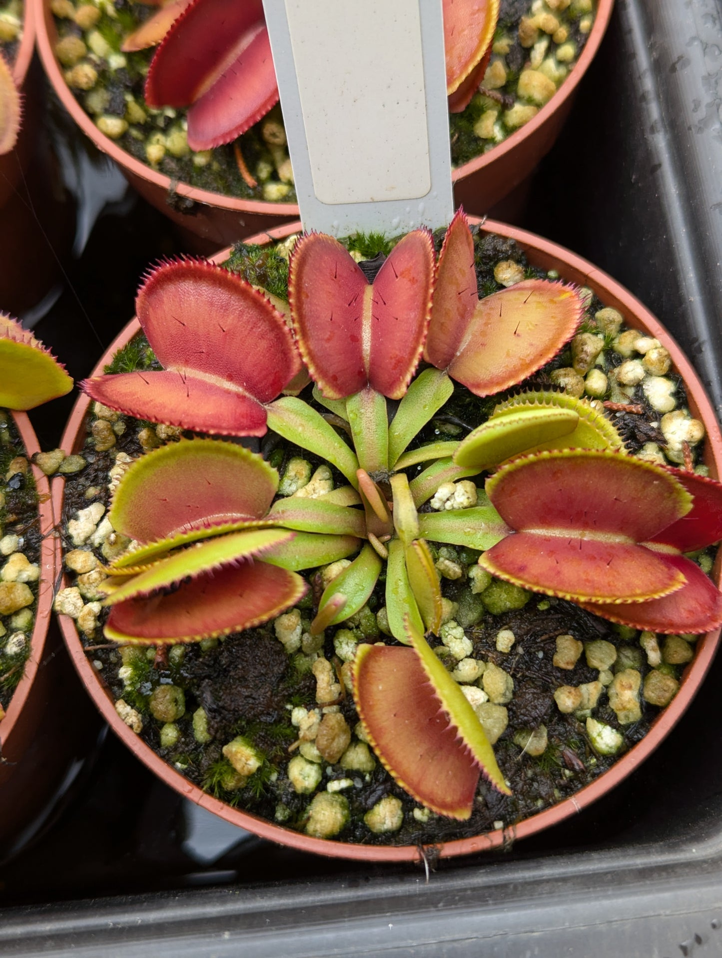 Dionaea muscipula Microdent