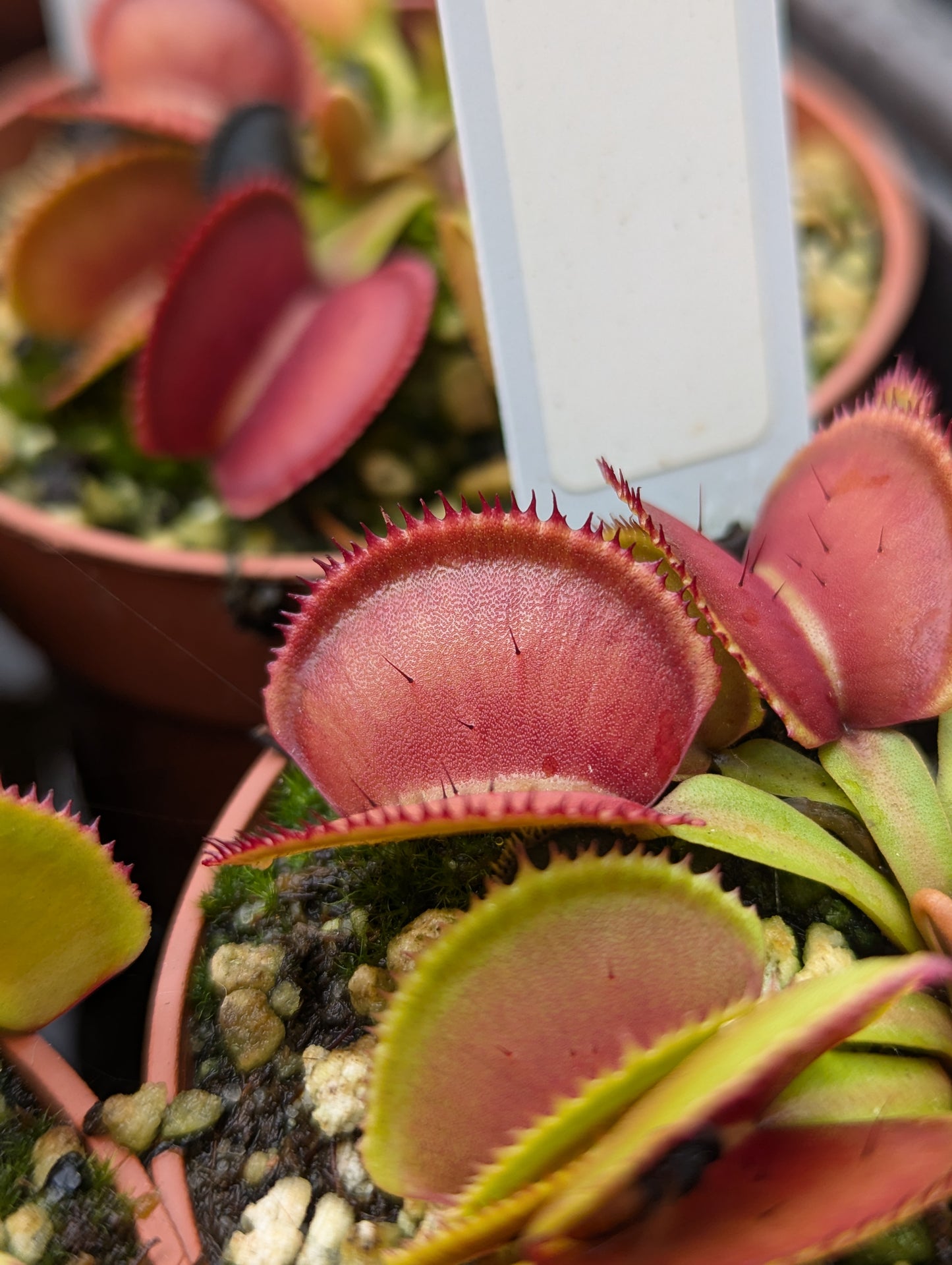 Dionaea muscipula Microdent