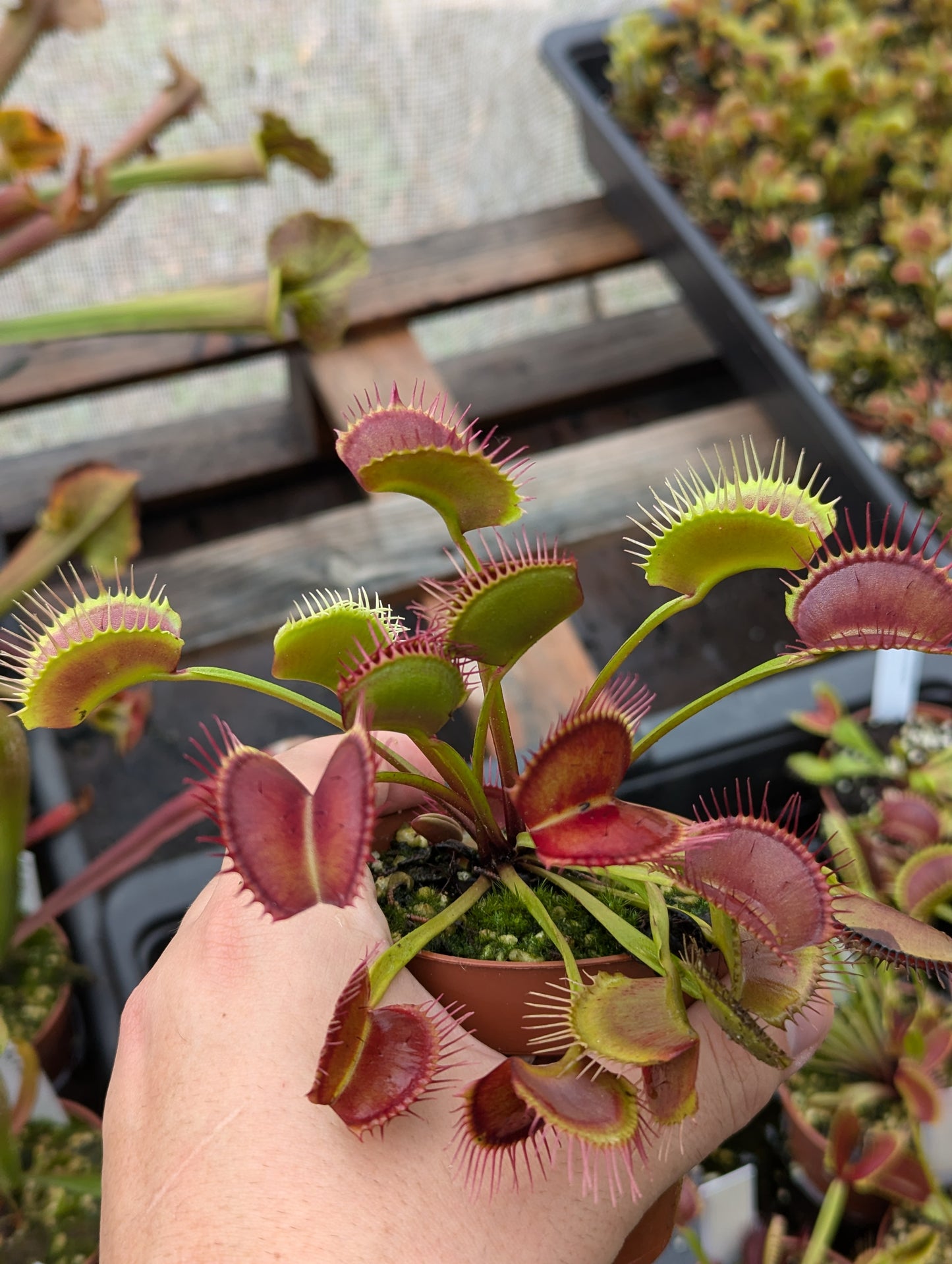 Dionaea muscipula Titan clone Z6