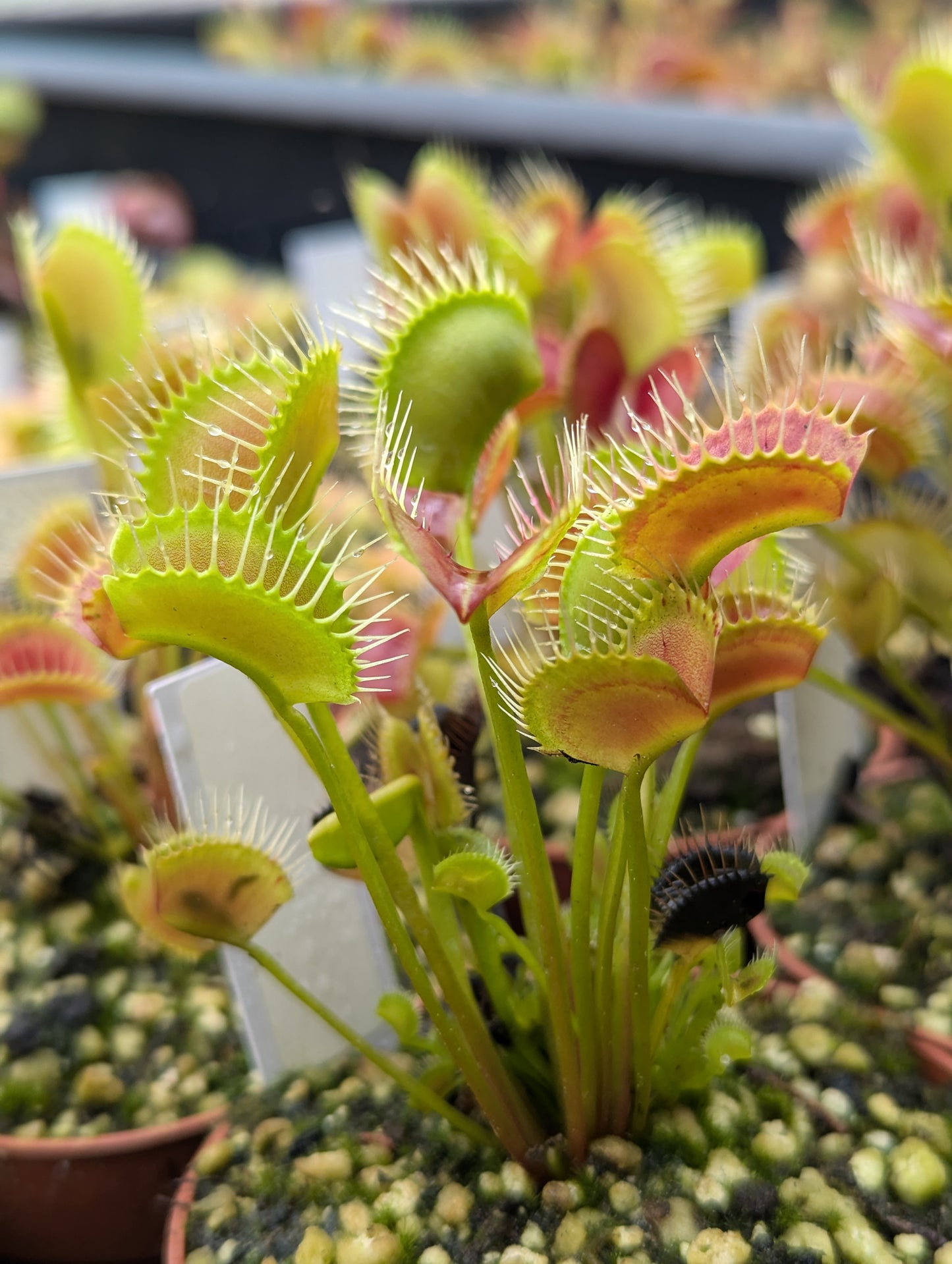 Dionaea muscipula Spider