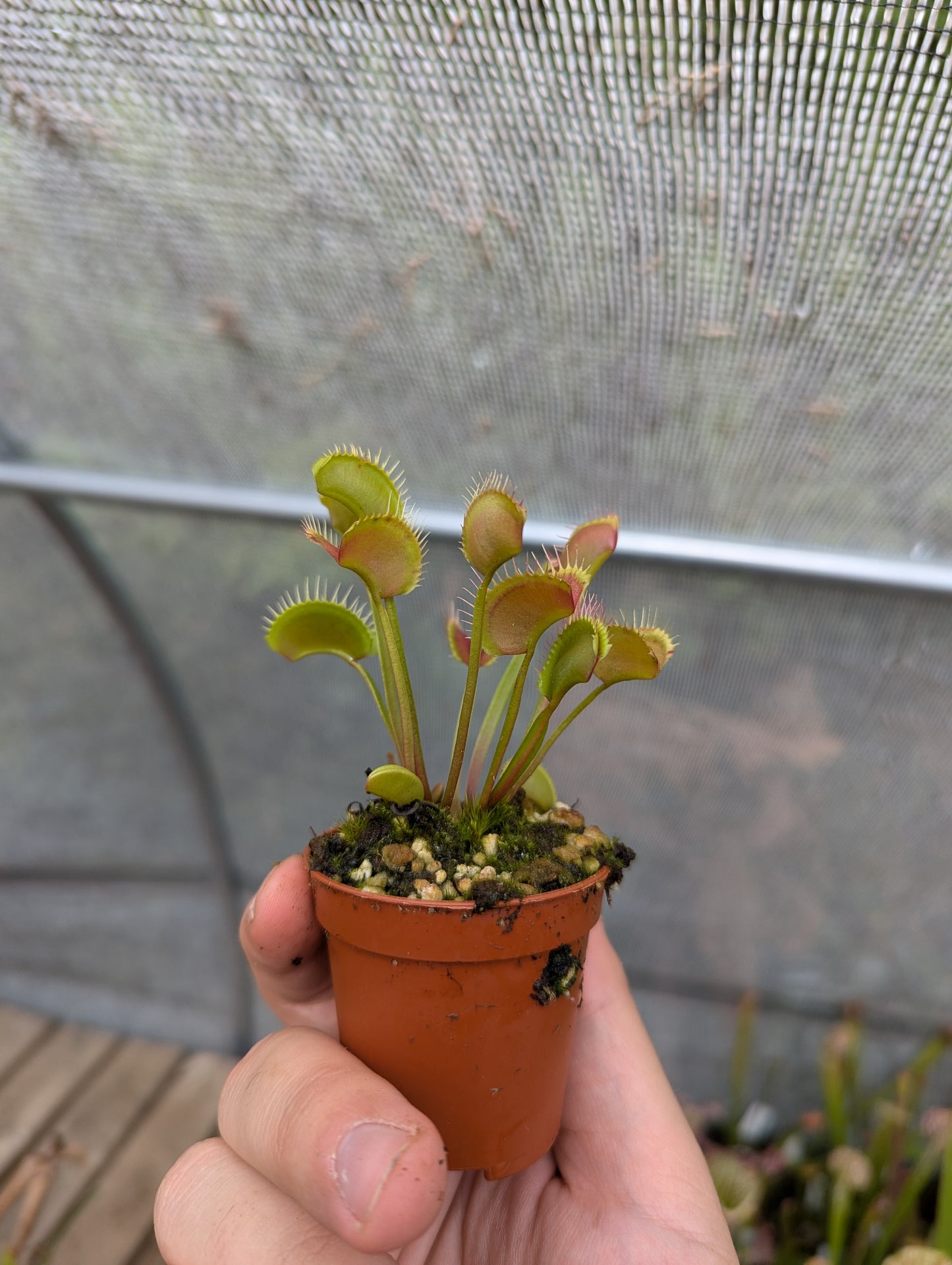 Dionaea muscipula Erect form
