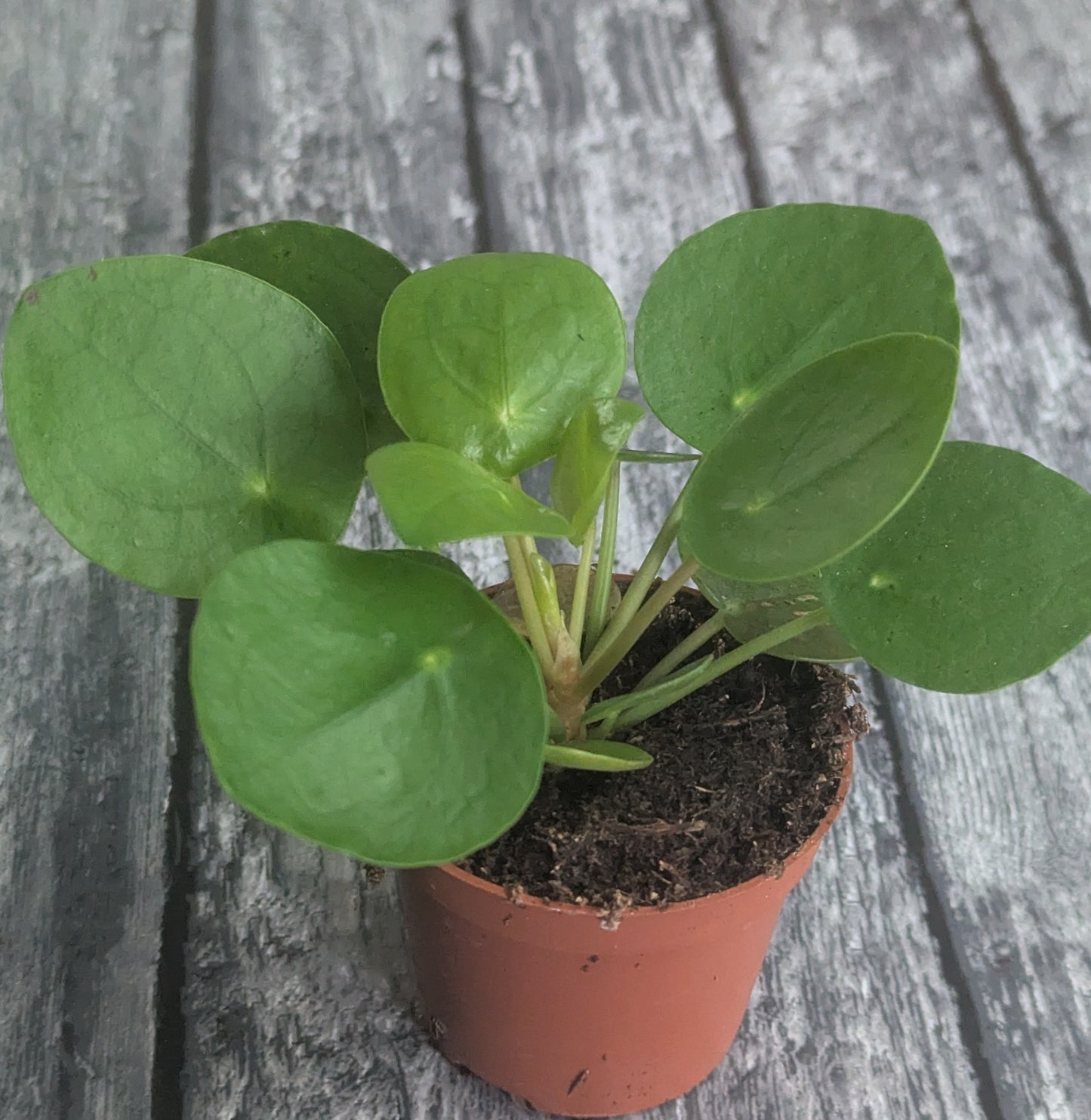 Pilea peperomioides