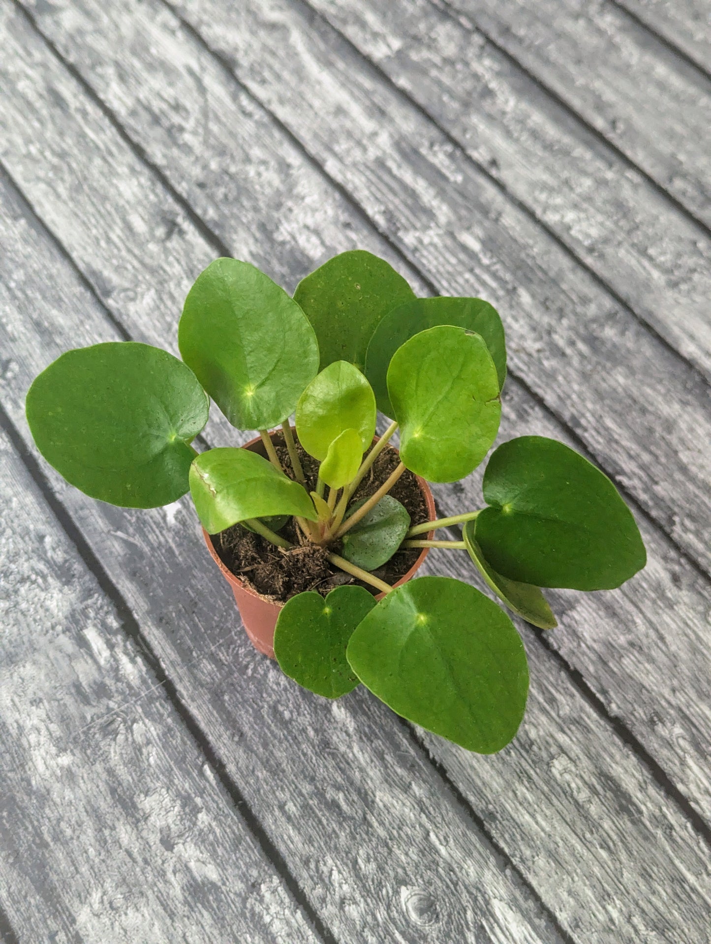 Pilea peperomioides
