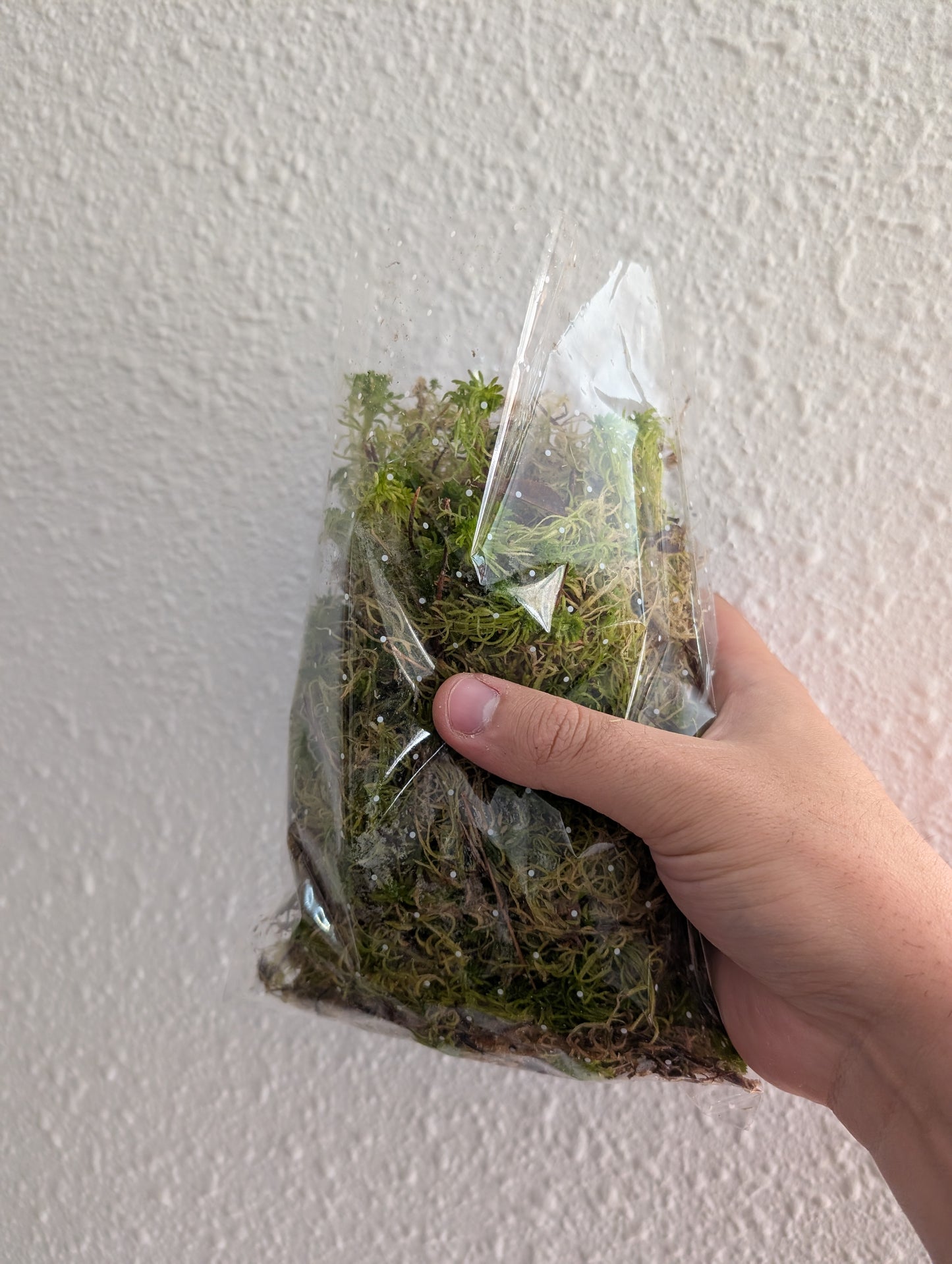 Musgo Sphagnum vivo, fibras largas.