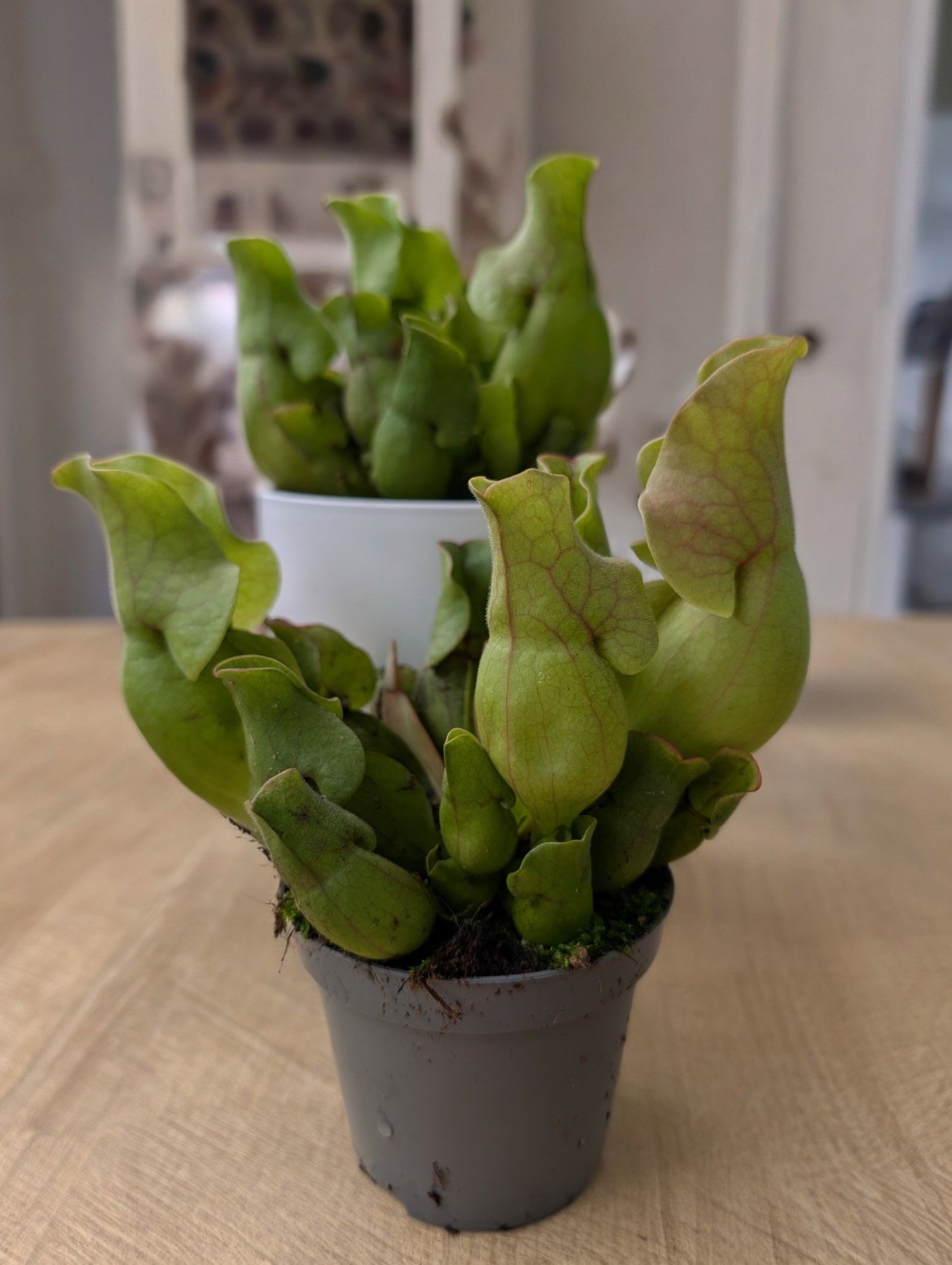 Sarracenia Purpurea