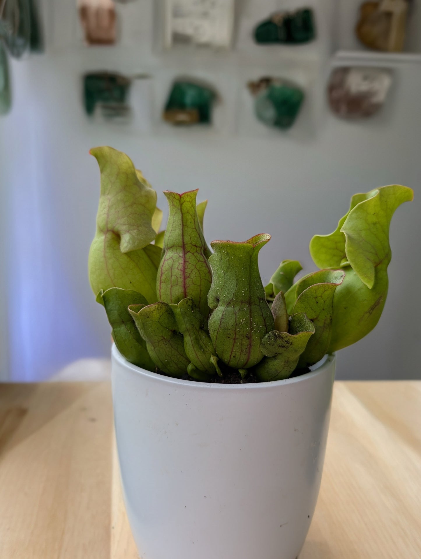 Sarracenia Purpurea