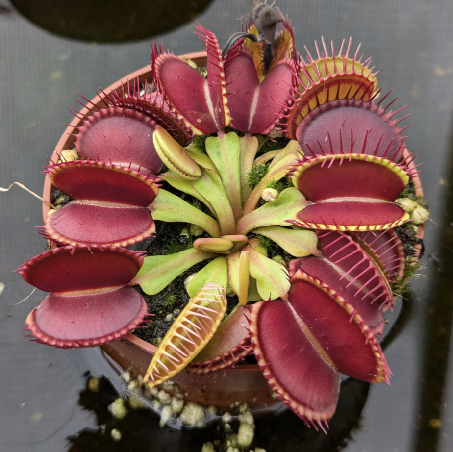 Dionaea muscipula