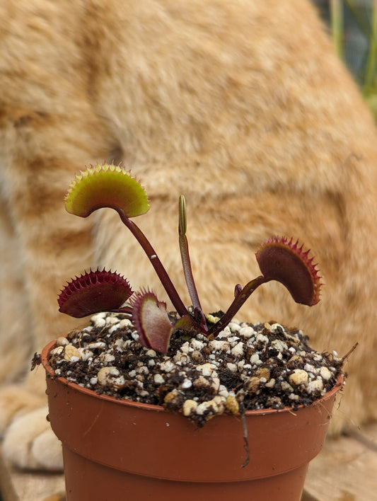 Planta carnívora - Dionaea muscipula FTS Archangel - Carniterrace - Comprar en tienda online