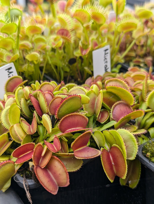Planta carnívora - Dionaea muscipula Microdent - Carniterrace - Comprar en tienda online