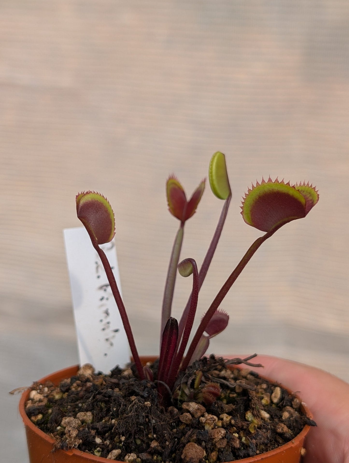 Planta carnívora - Dionaea muscipula "Red piranha" - Carniterrace - Comprar en tienda online