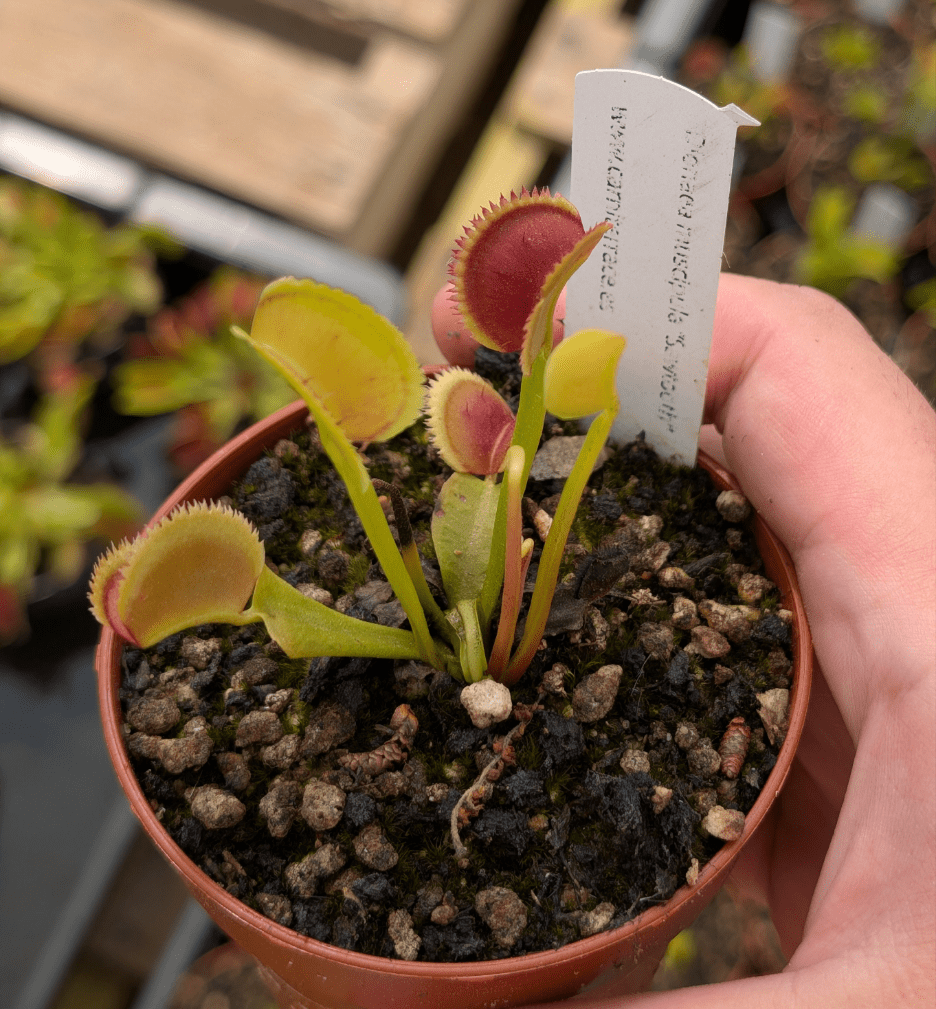 Planta carnívora - Dionaea muscipula "Sawtooth" - Carniterrace - Comprar en tienda online