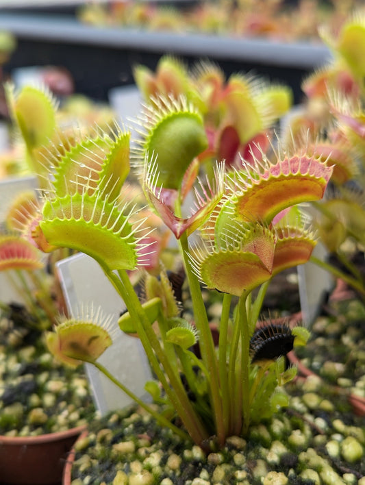 Planta carnívora - Dionaea muscipula Spider - Carniterrace - Comprar en tienda online