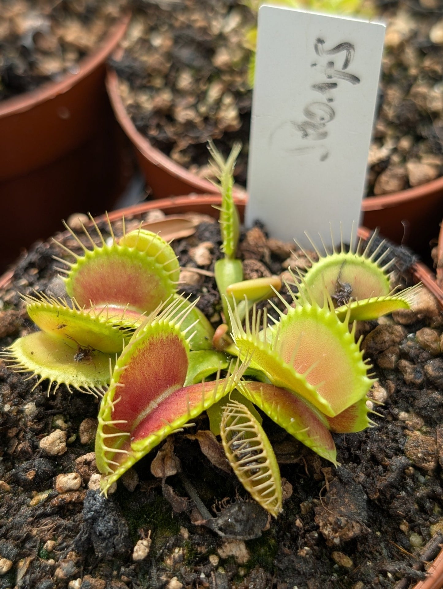 Planta carnívora - Dionaea muscipula "Strong" - Carniterrace - Comprar en tienda online