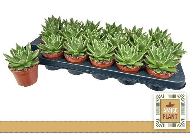 Planta carnívora - Echeveria miranda 8,5cm - Carniterrace - Comprar en tienda online