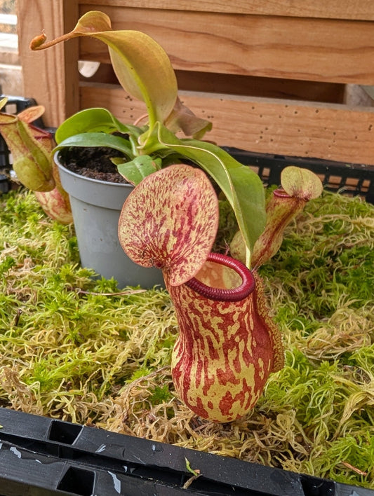 Planta carnívora - Nepenthes Gaya - Carniterrace - Comprar en tienda online