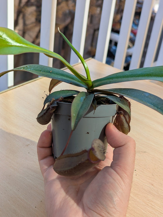 Planta carnívora - Nepenthes rebecca soper - Carniterrace - Comprar en tienda online