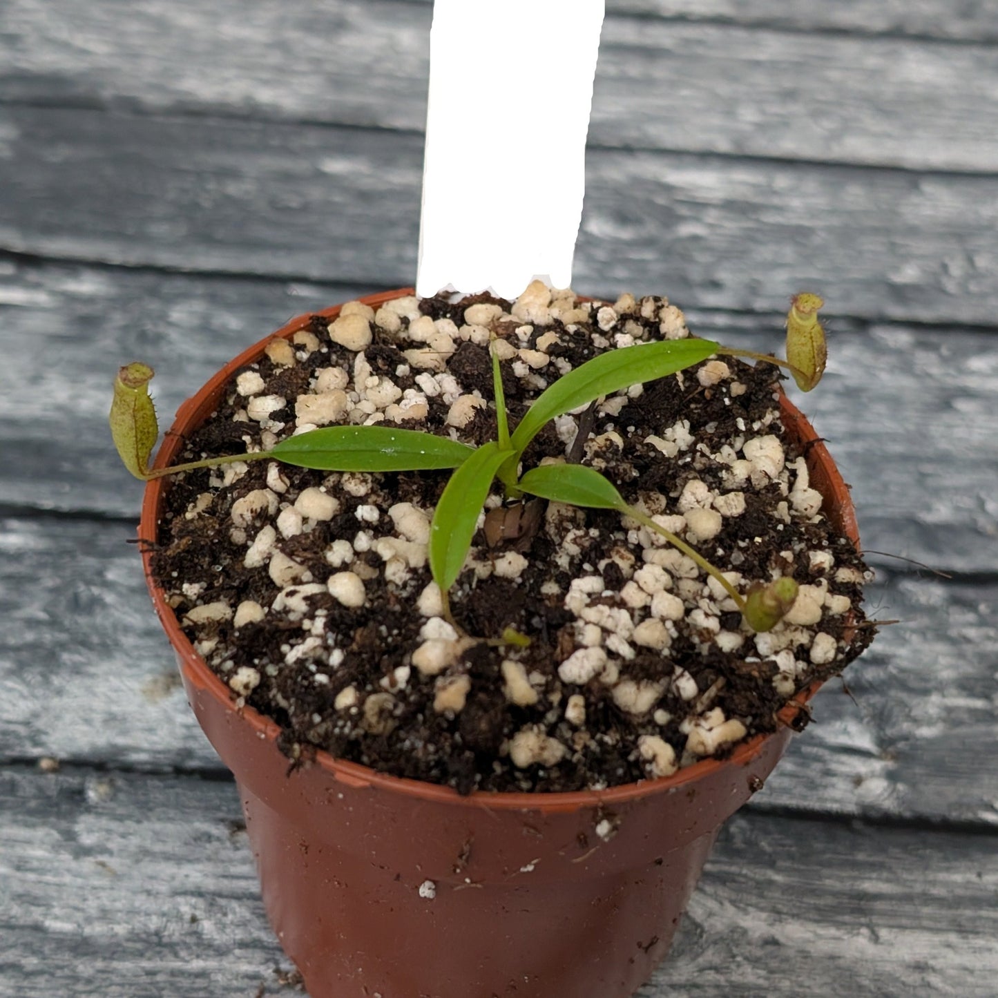 Planta carnívora - Nepenthes Sericea - Carniterrace - Comprar en tienda online