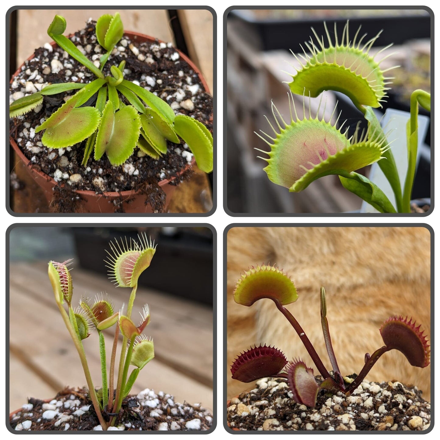 Planta carnívora - Pack cultivares Dionaea 2 - Carniterrace - Comprar en tienda online