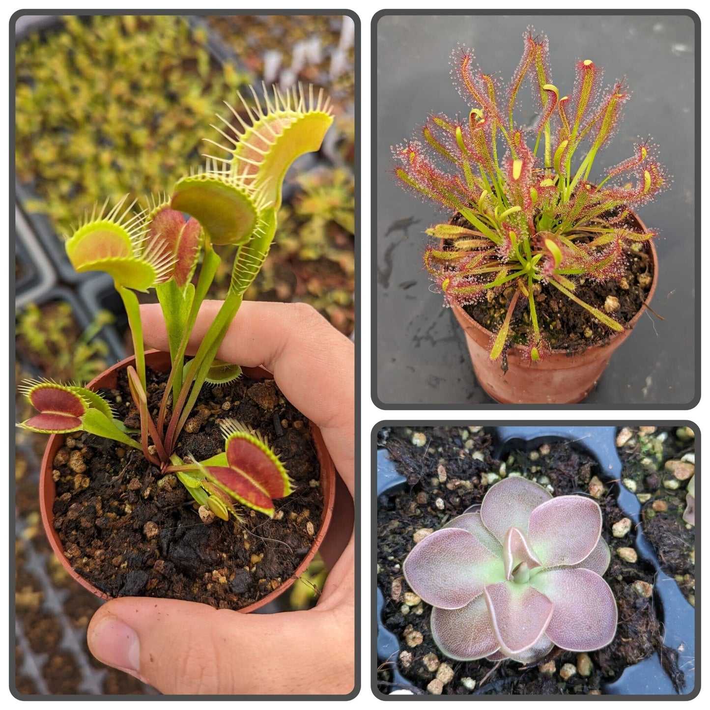 Planta carnívora - Pack Iniciación 2 - Carniterrace - Comprar en tienda online