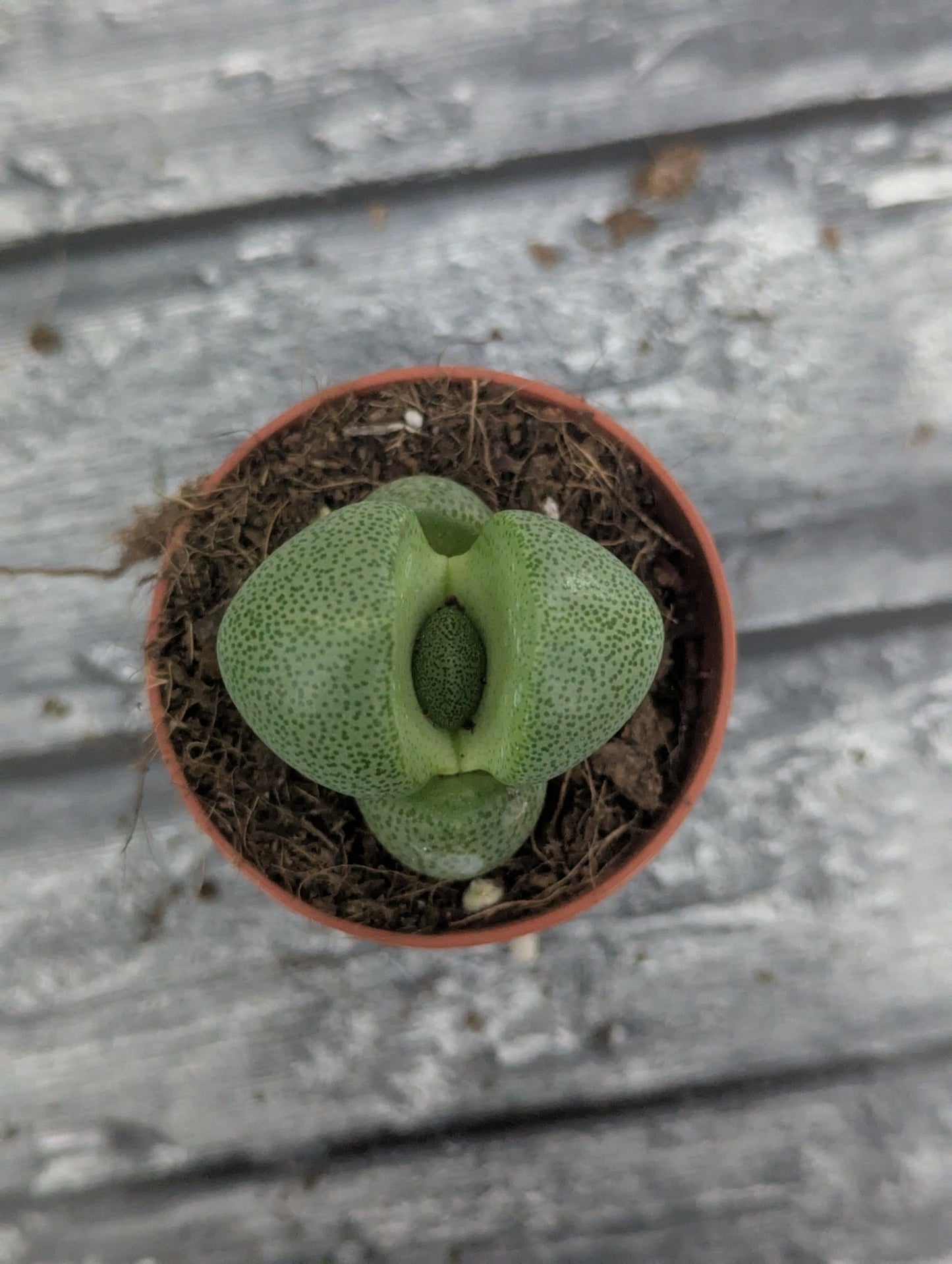 Planta carnívora - Pleiospilos nelii - Carniterrace - Comprar en tienda online