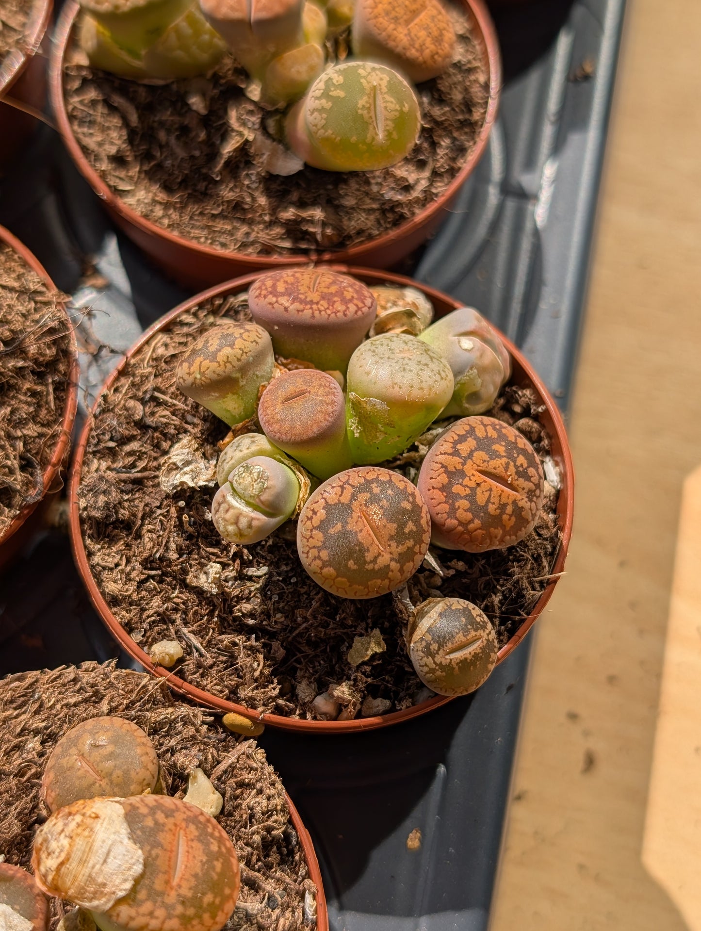 Lithops mix 5,5