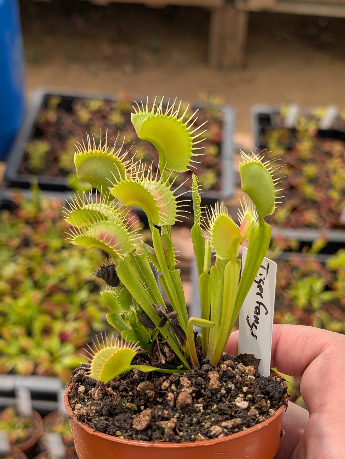 Dionaea muscipula "Tiger fangs" (Clon polaco)