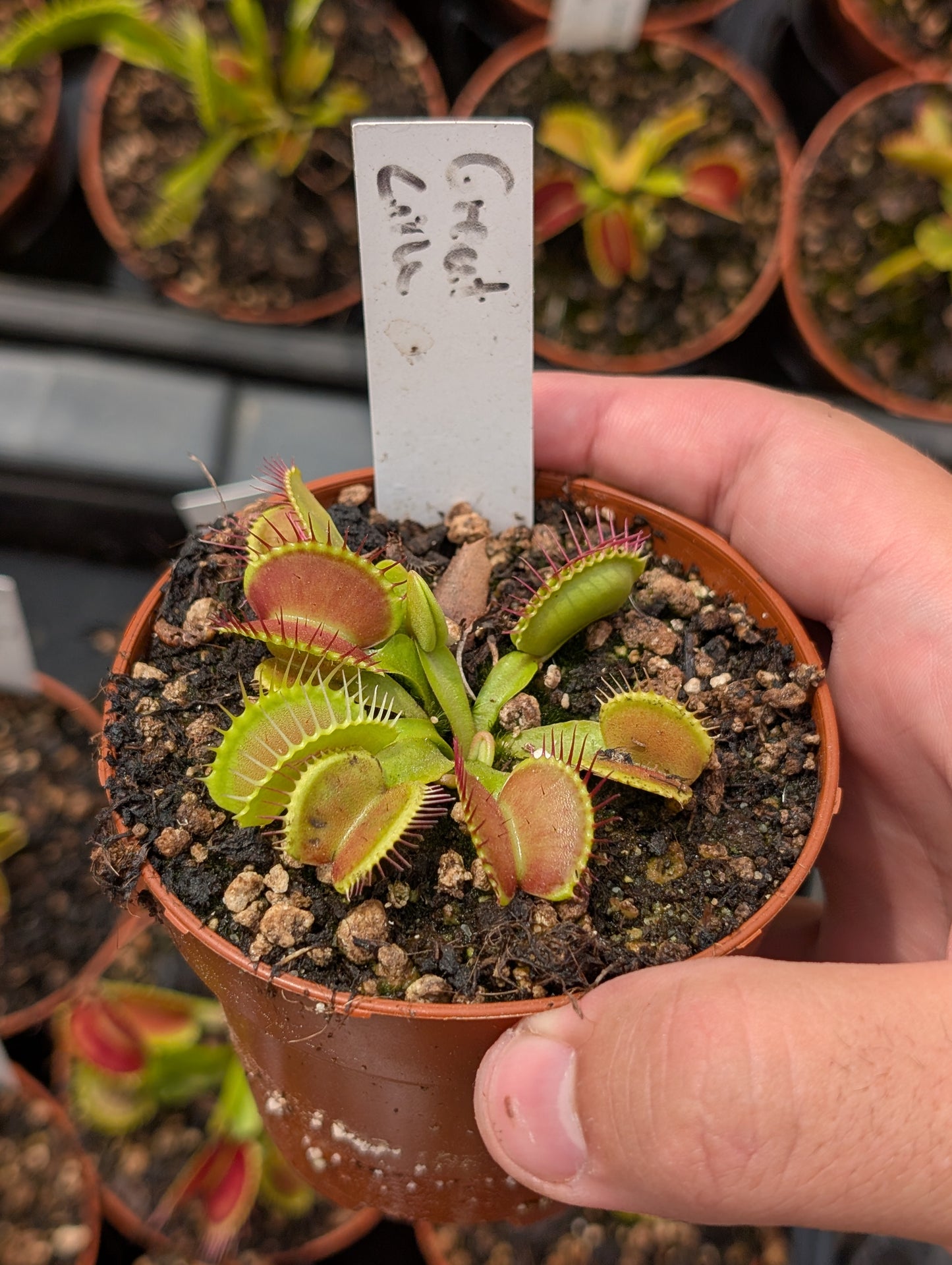 Dionaea muscipula "Great line"