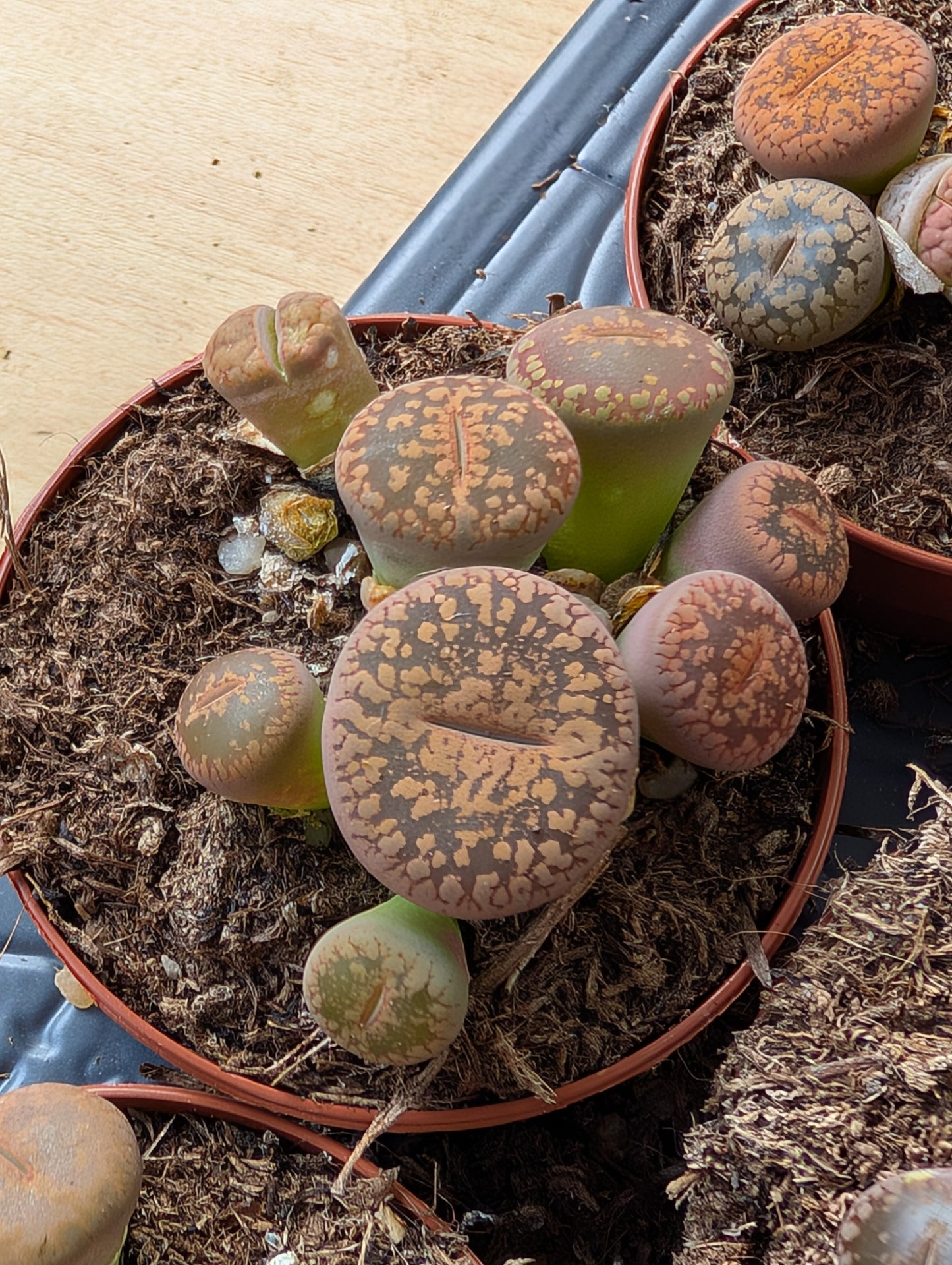 Lithops mix 5,5