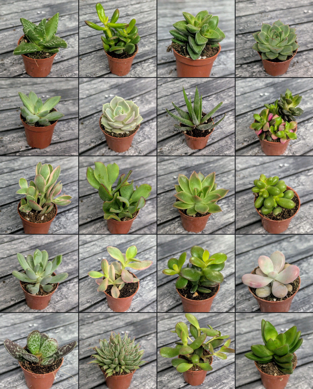 Suculentas mix 5,5 (Se pueden escoger)