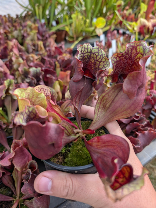 Planta carnívora - Sarracenia Purpurea subsp. venosa red - Carniterrace - Comprar en tienda online