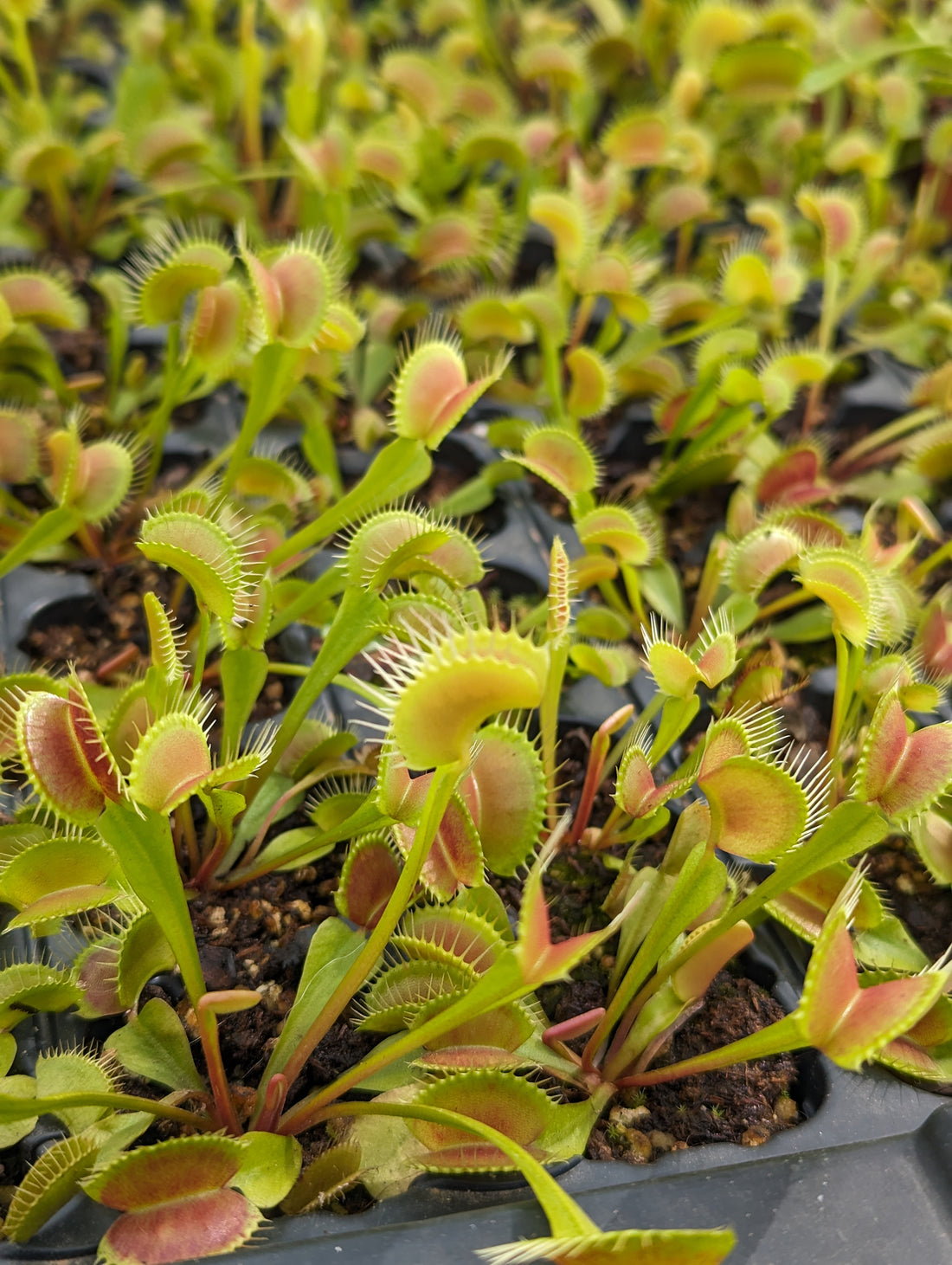 Mar de dionaea mucipula