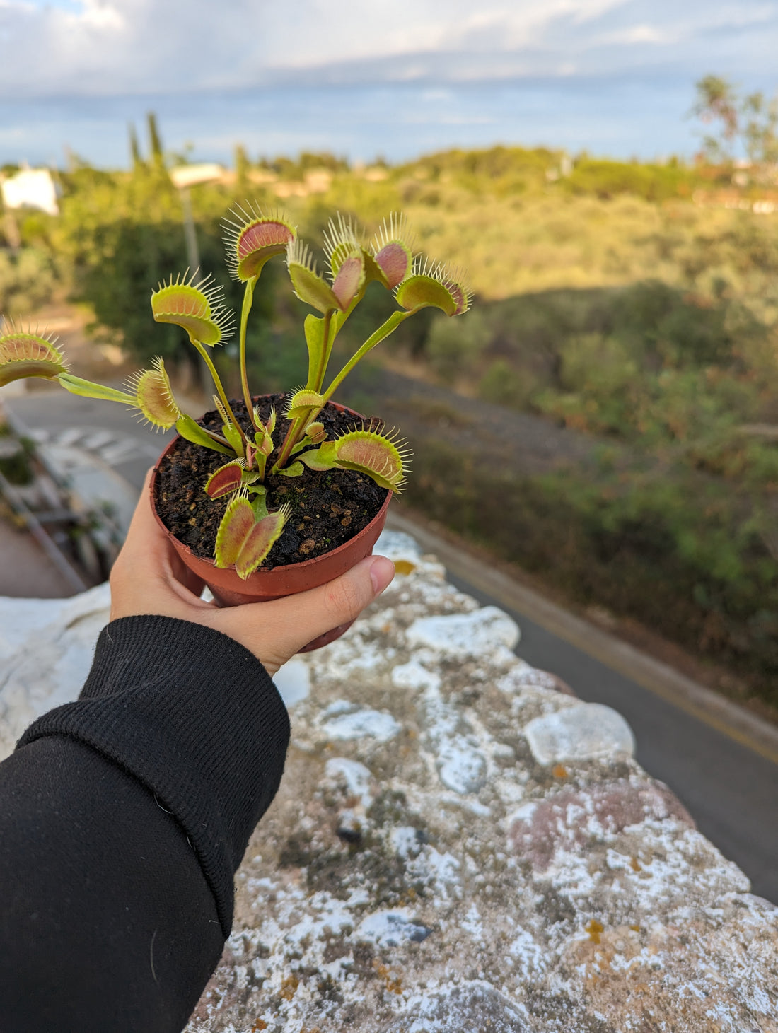 Descubriendo el Hogar Natural de la Dionaea muscipula