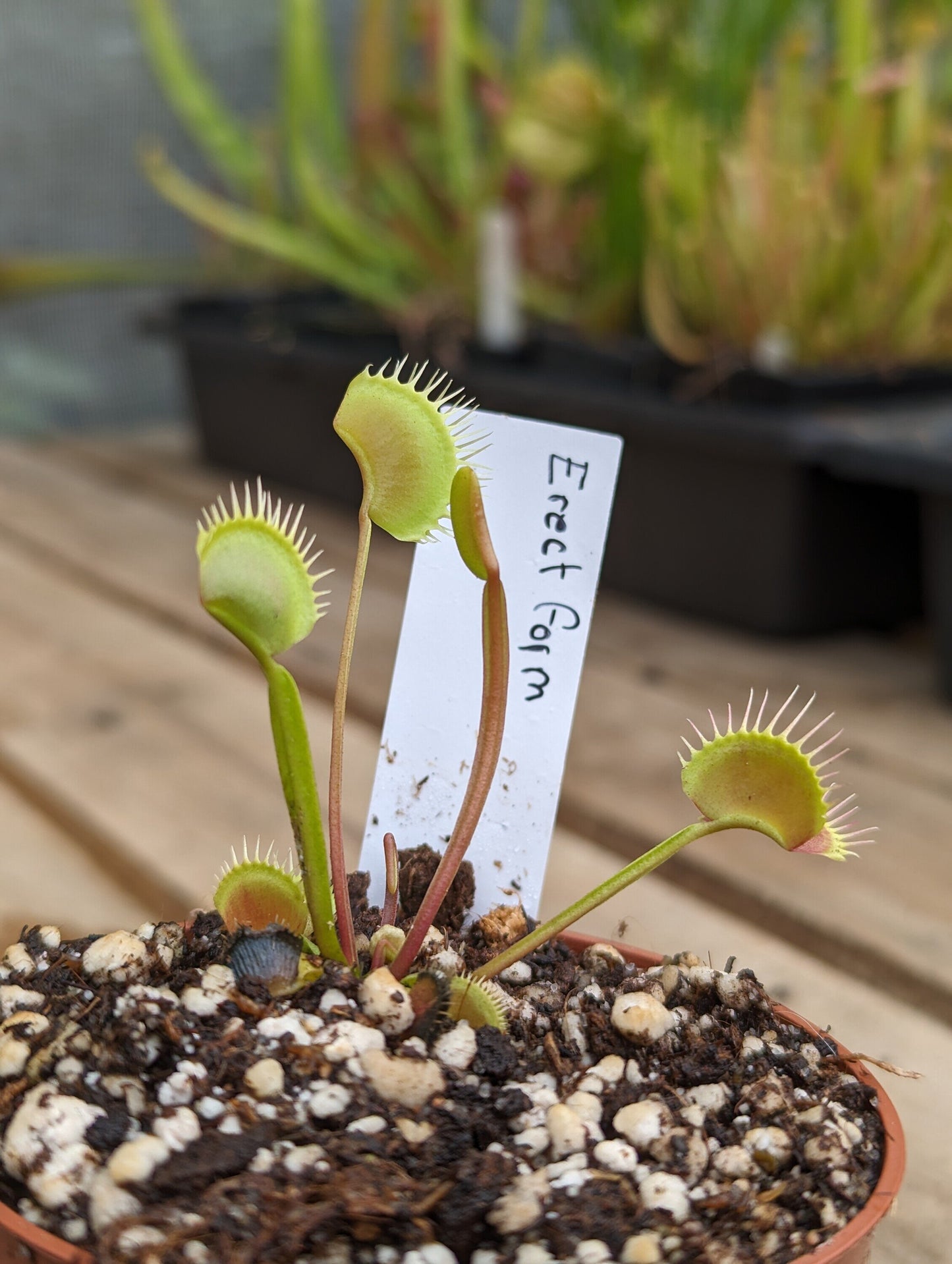 Dionaea muscipula Erect form