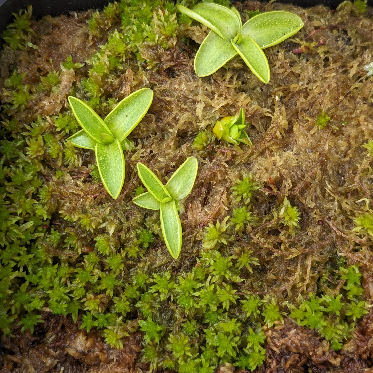 Pinguicula Vulgaris