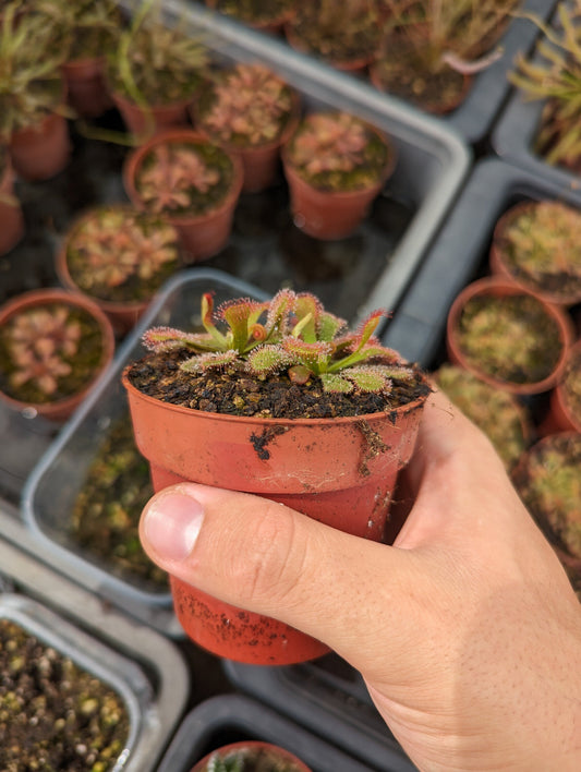 Drosera venusta