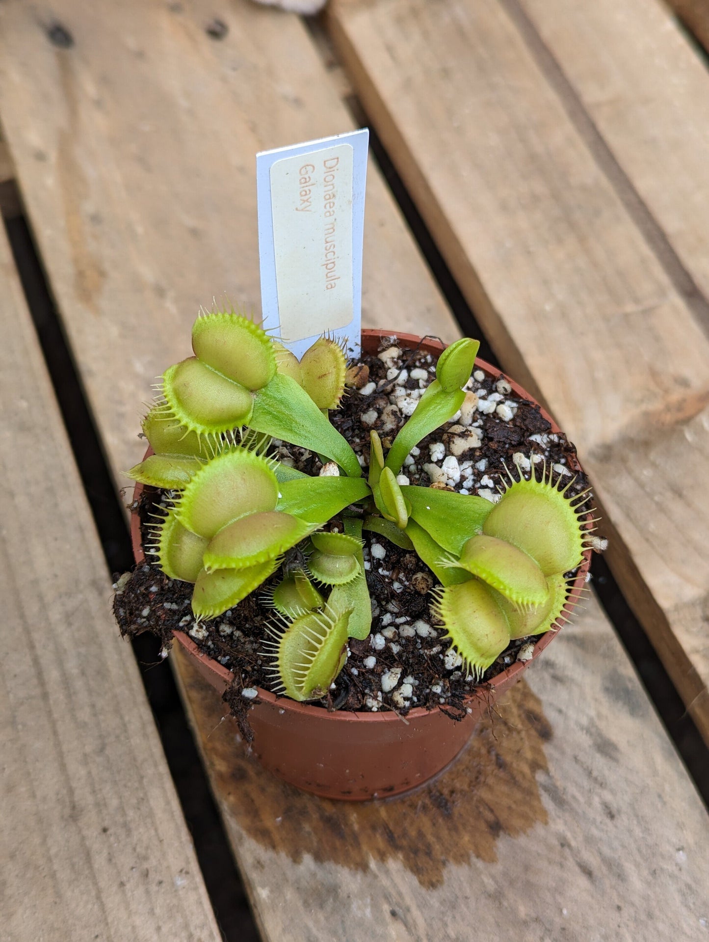 Dionaea muscipula Galaxy