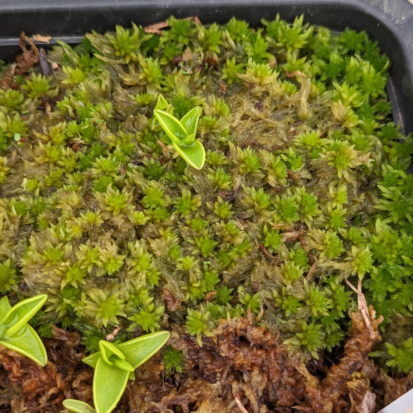 Pinguicula Vulgaris