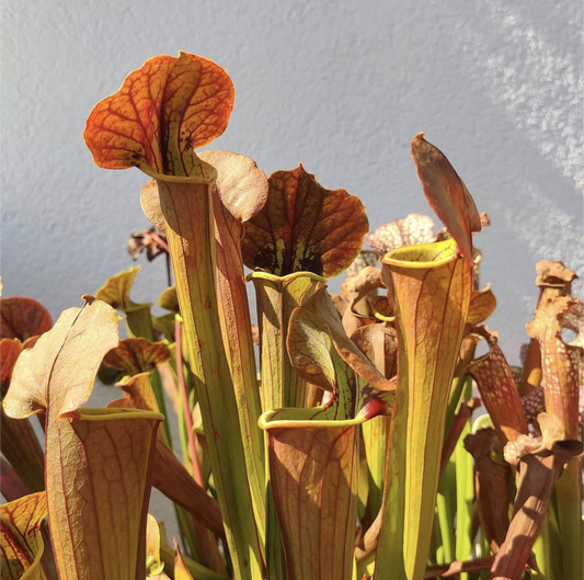 Sarracenia Tygo