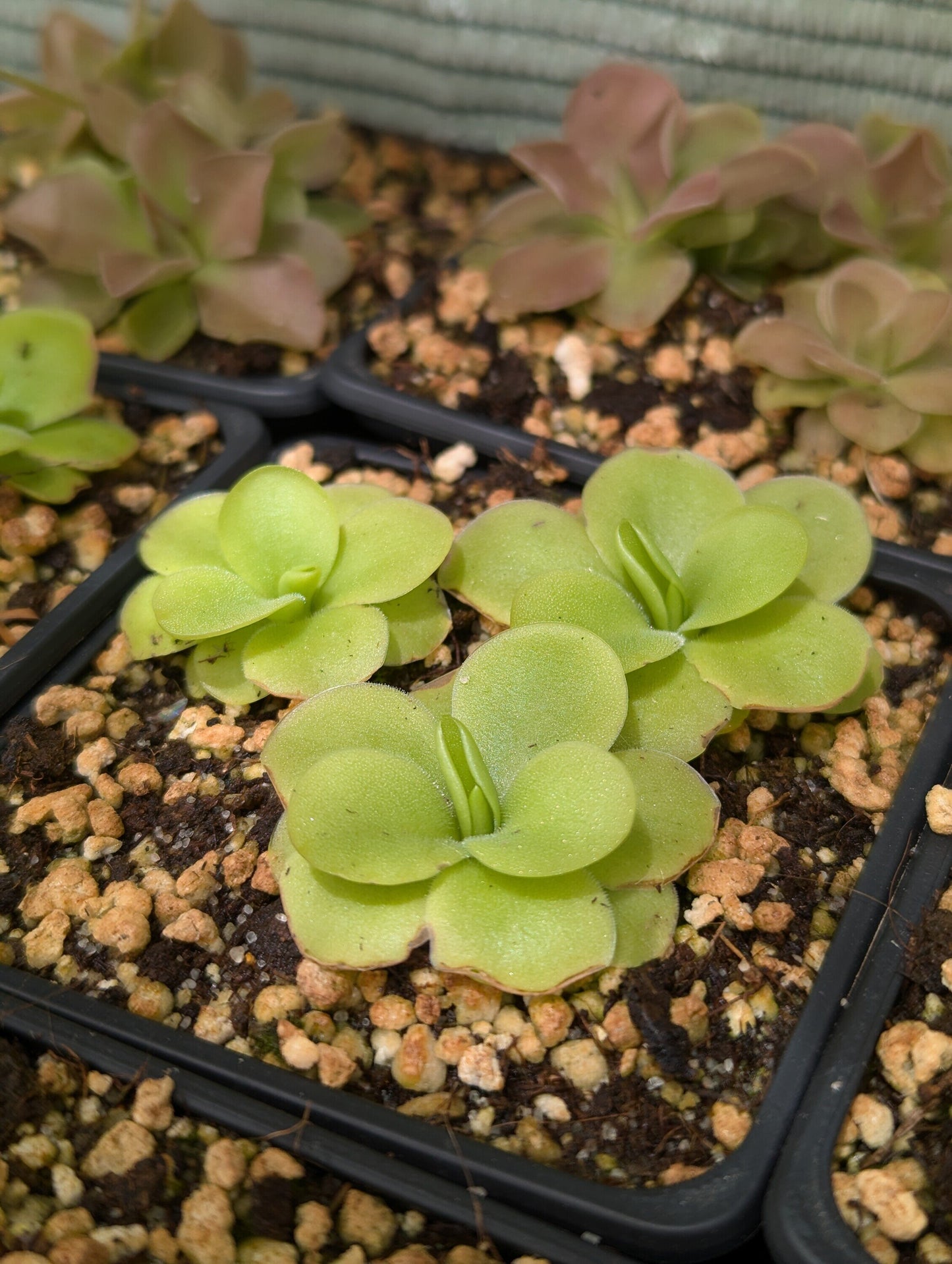 Pinguicula x Tina