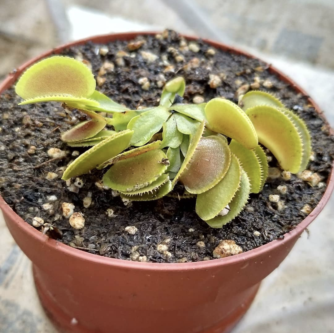 Dionaea muscipula Microdent