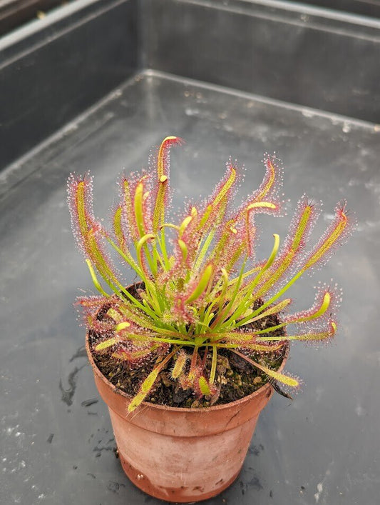 Drosera capensis