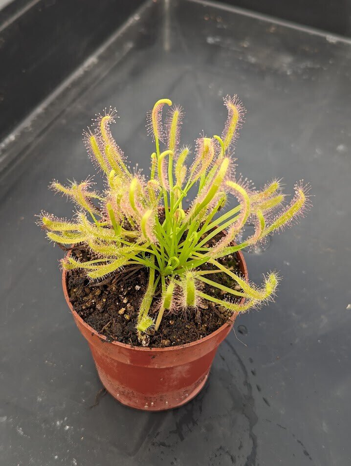 Drosera capensis alba