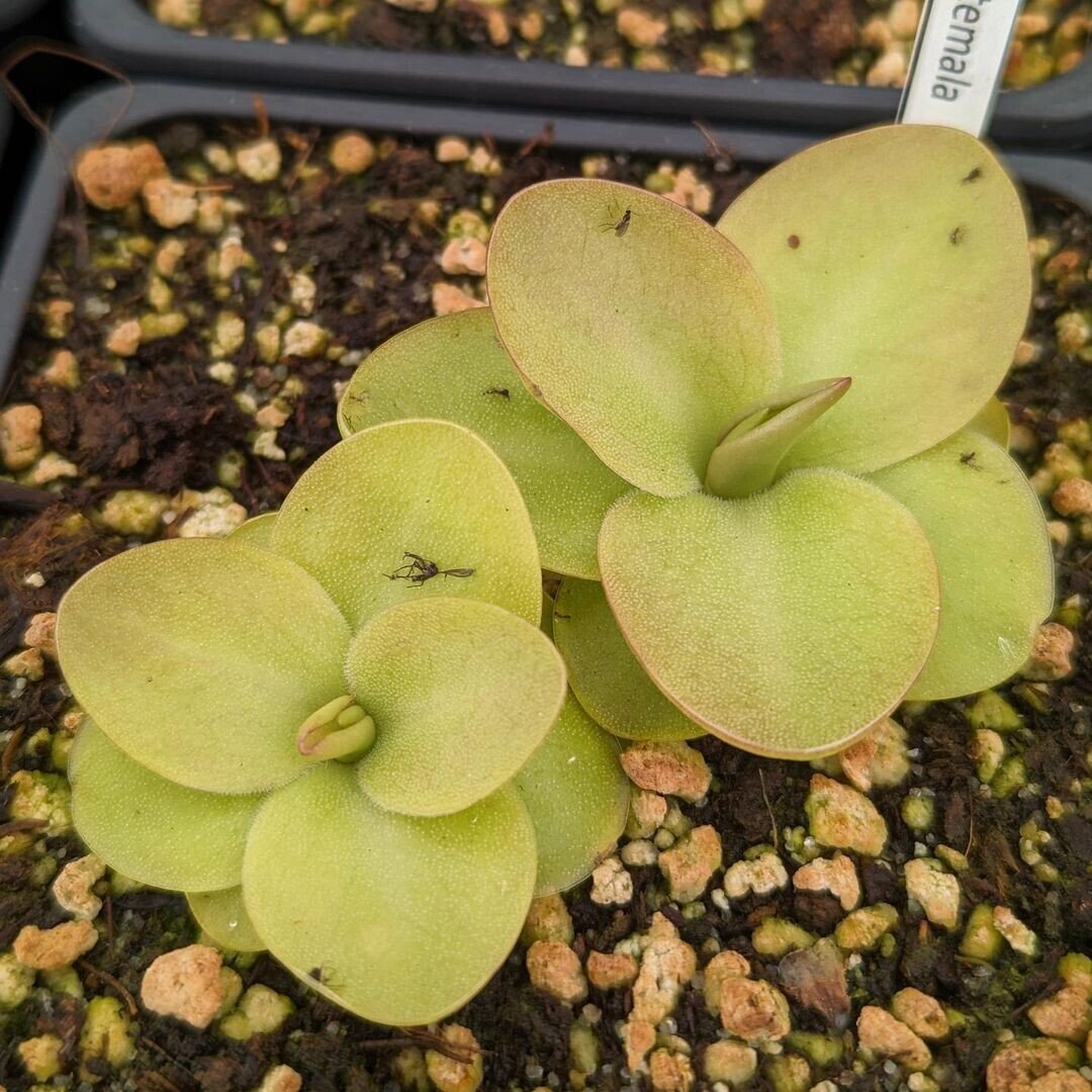 Pinguicula guatemala