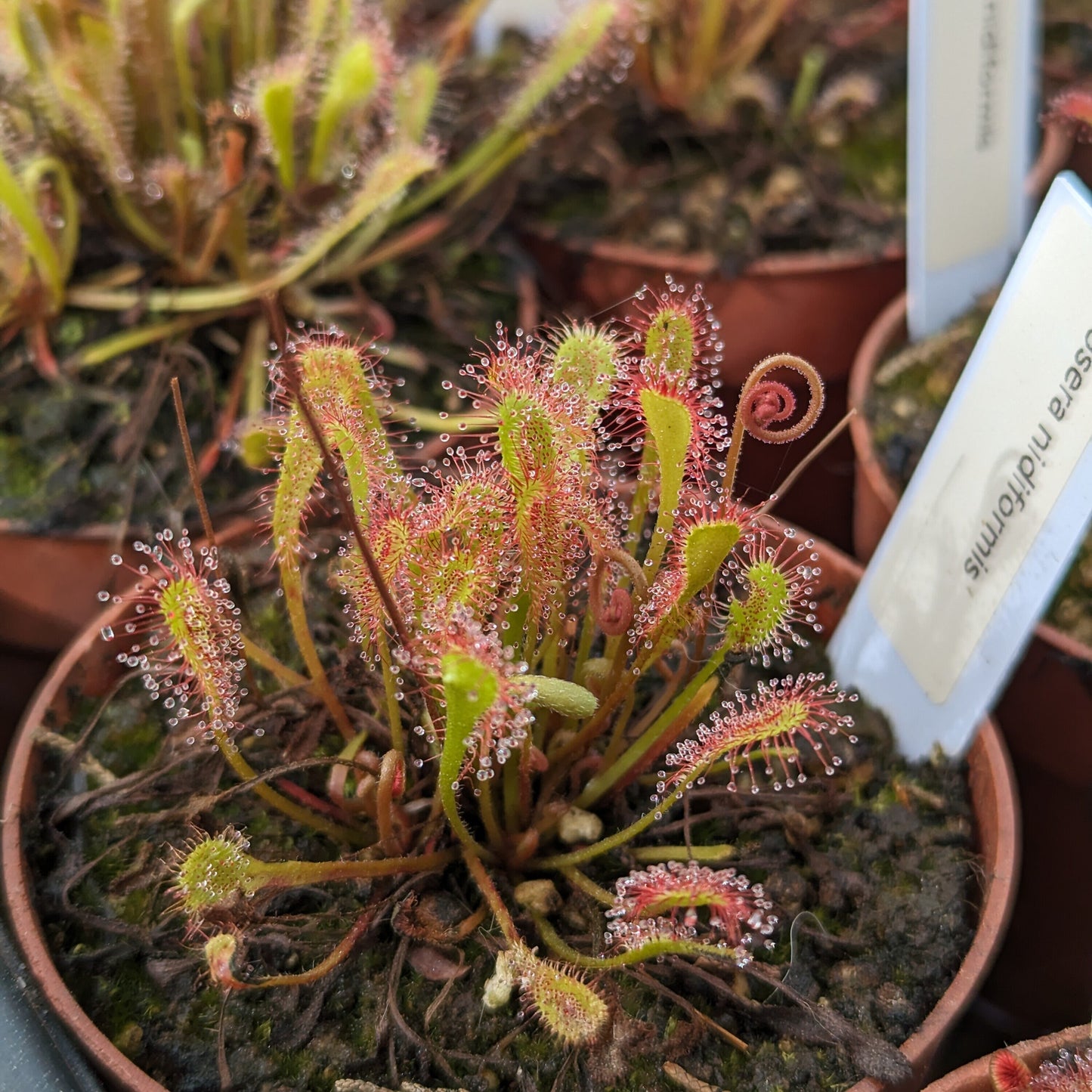 Drosera nidiformis