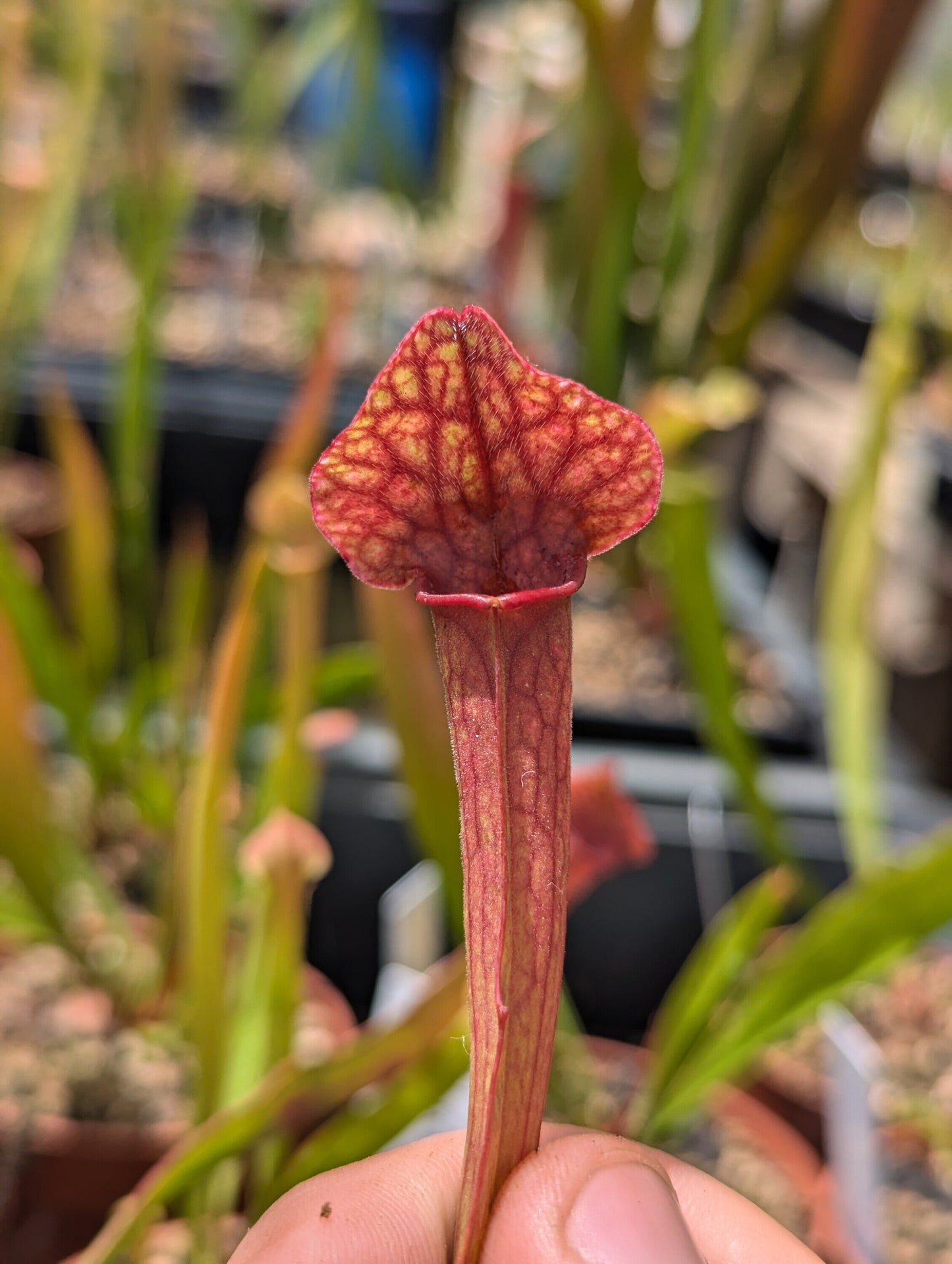 Sarracenia ''Red neck''