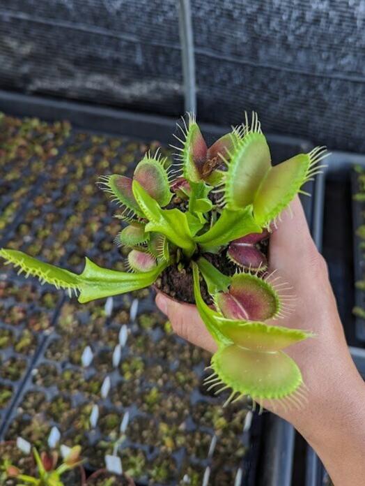 Dionaea muscipula B52